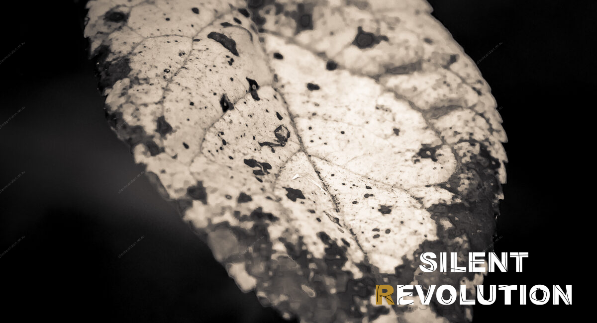 Silent Revolution, The Listening Project 2020