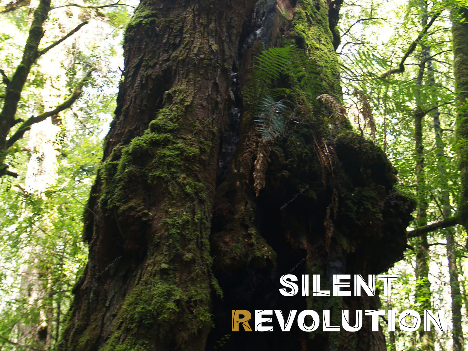 Silent Revolution