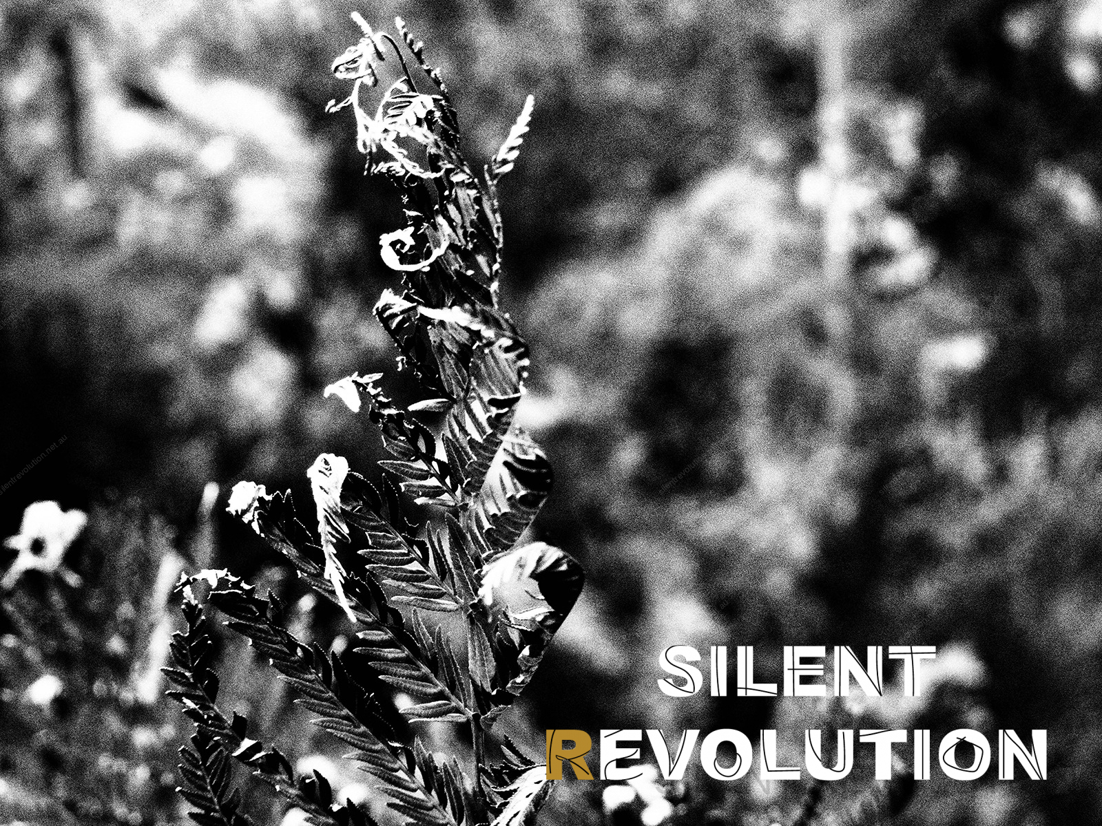 Silent Revolution